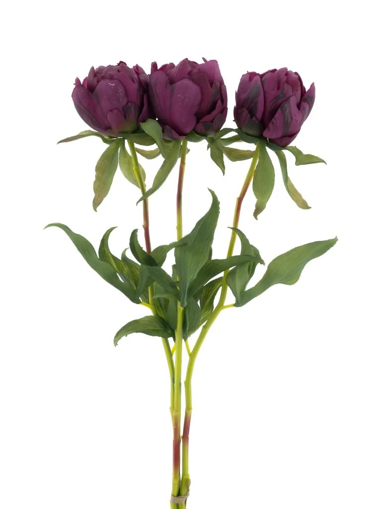 Paeony Marlie bundle a 3 pcs aubergine 48cm