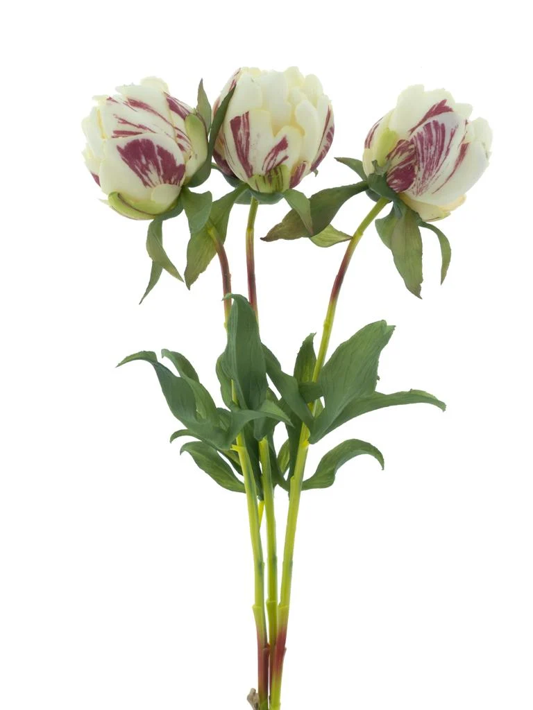Paeony Marlie bundle a 3 pcs cream 48cm