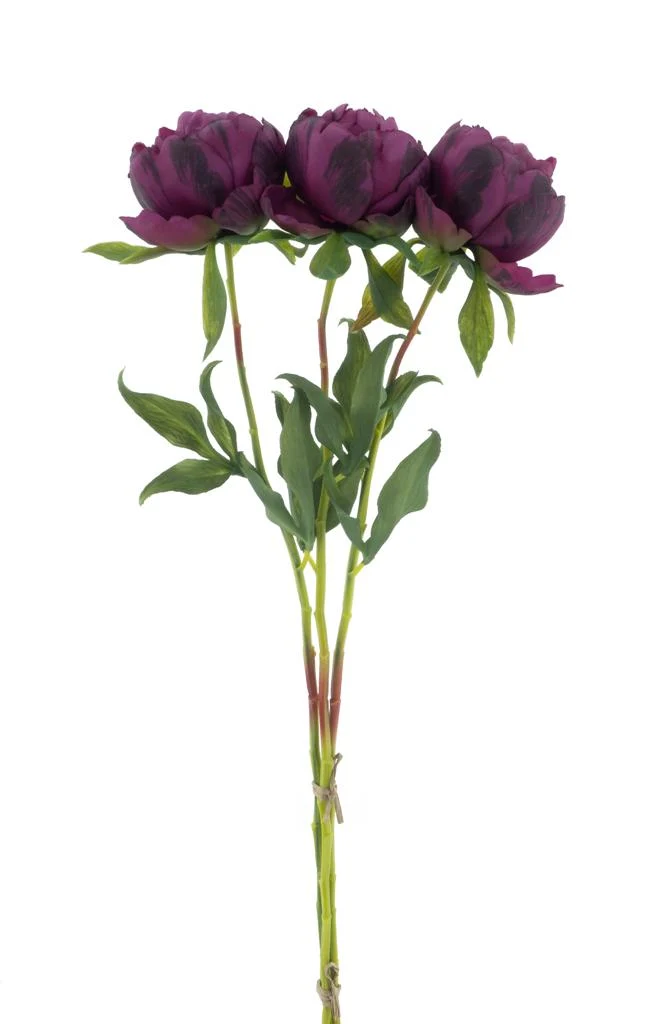 Paeony Marlie bundle a 3 pcs aubergine 63cm
