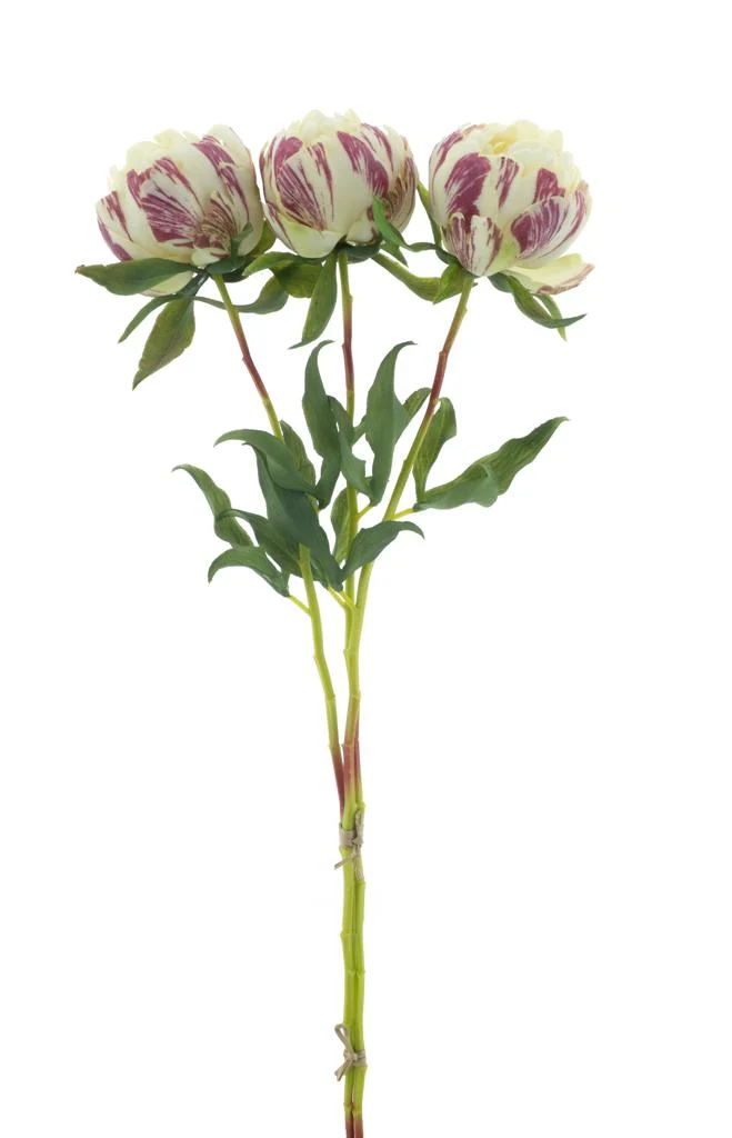 Paeony Marlie bundle a 3 pcs cream 63cm