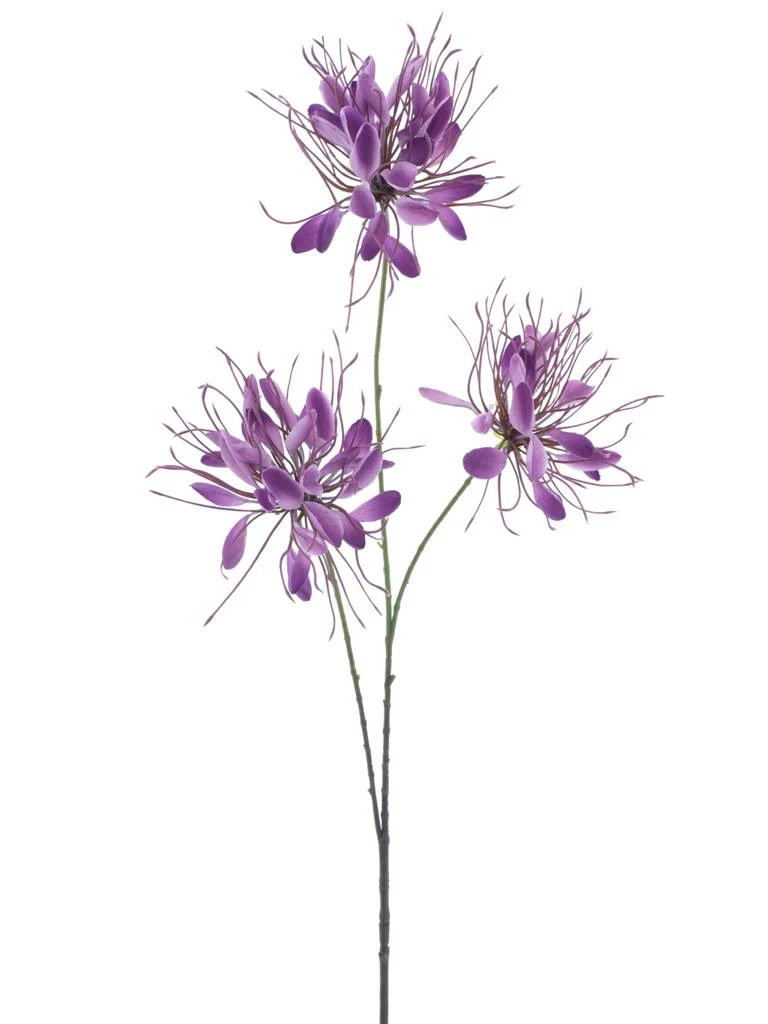 Spider flower spray purple 94cm