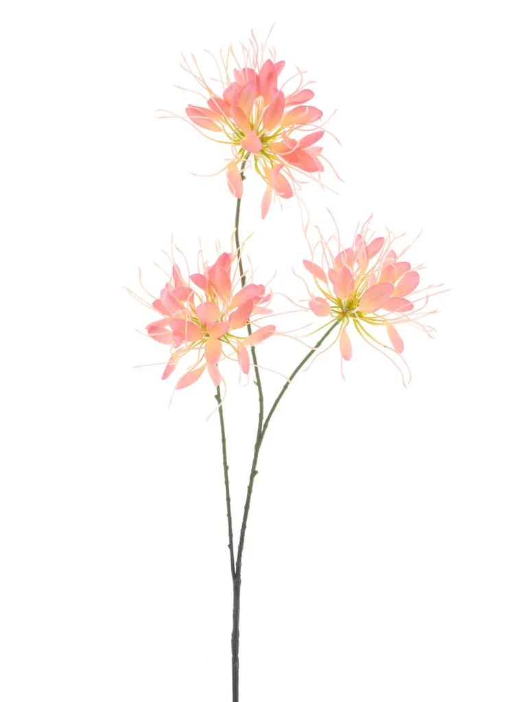 Spider flower spray peach 94cm