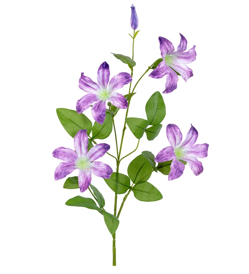 Clematis l90cm lila