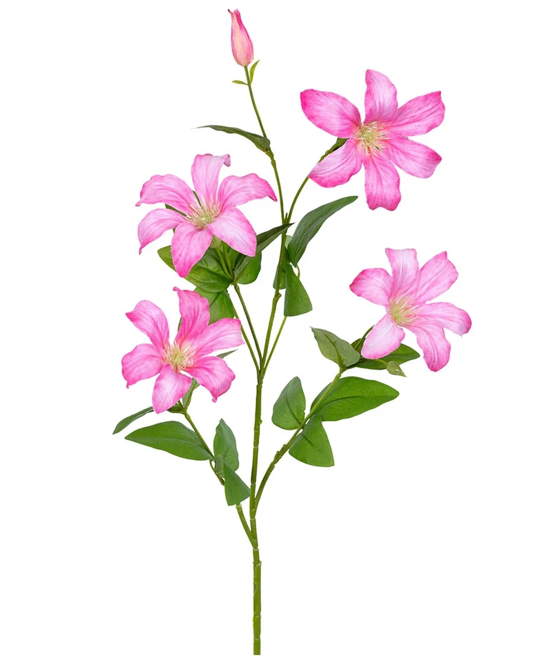 Clematis l90cm roze