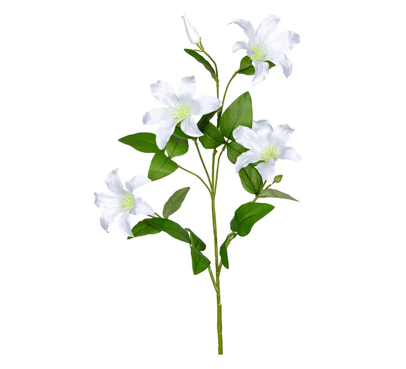 Clematis l90cm wit