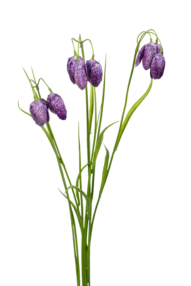 Fritillaria/gras l70cm paars