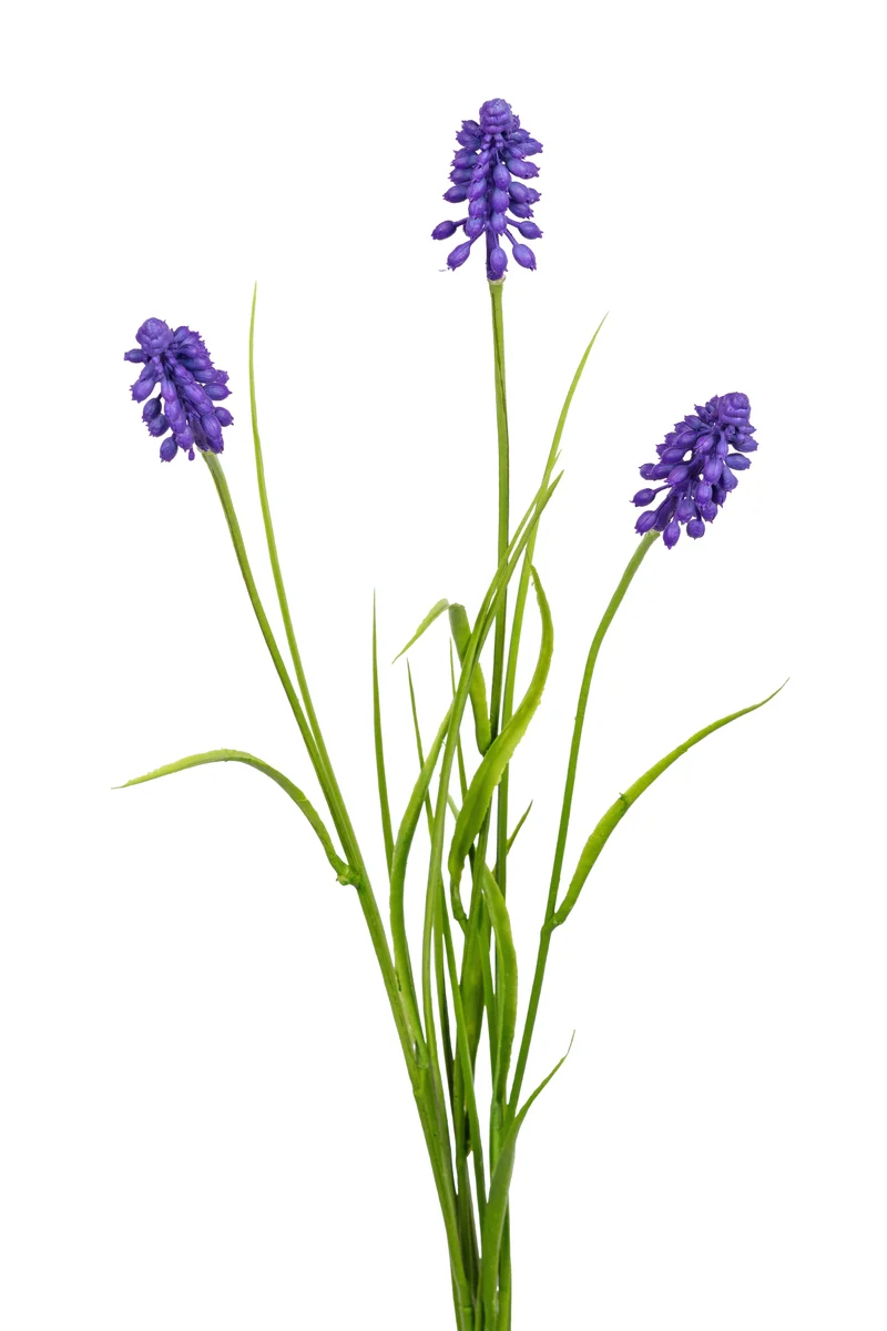Muscari/gras l70cm paars