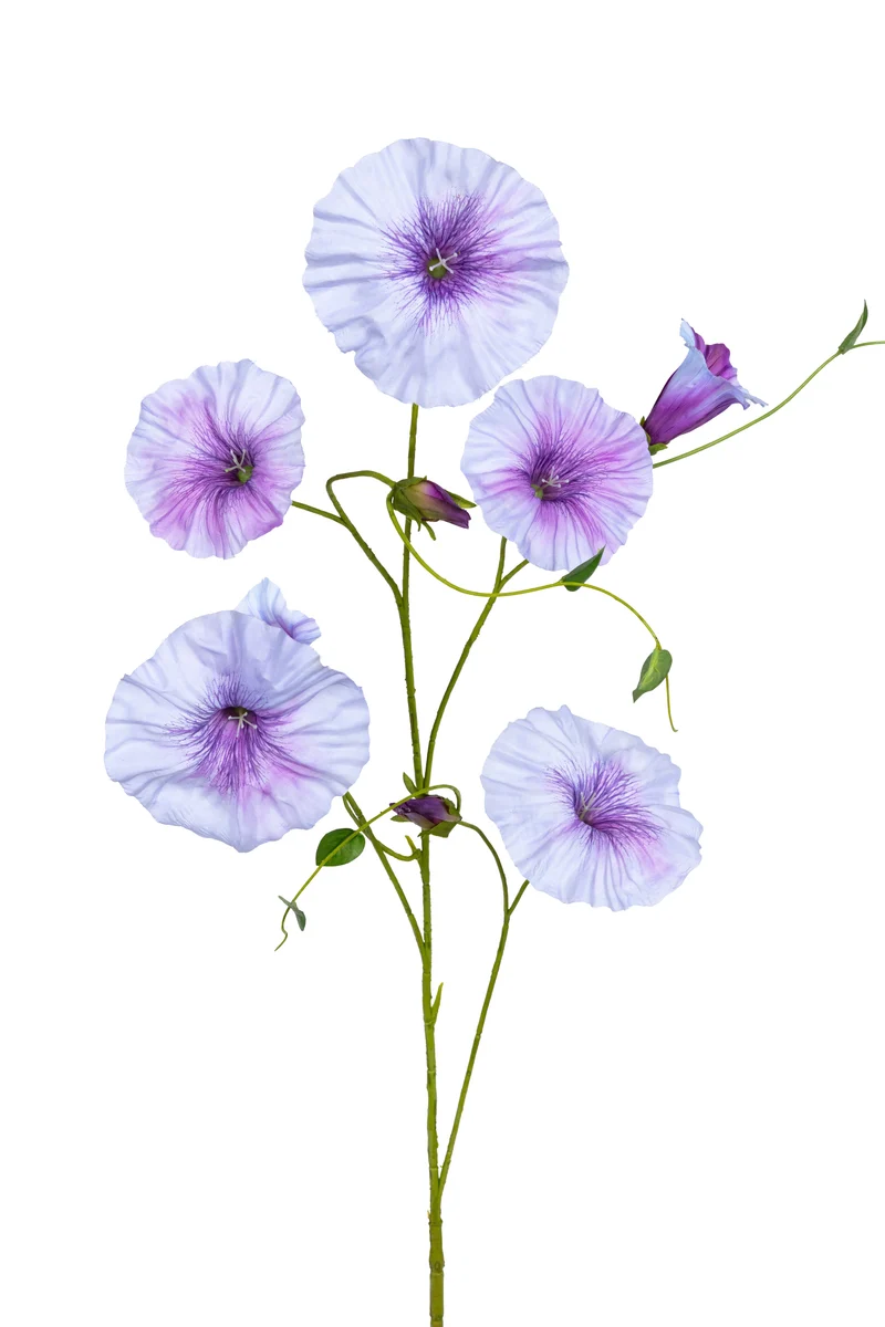Morning glory l90cm lila