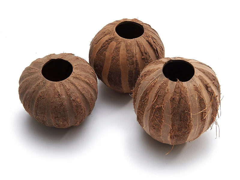 Coconut striped natural ±10cm - 5 stuks