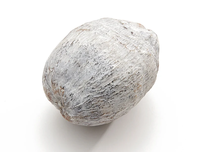 Coconut frost. White ±20cm