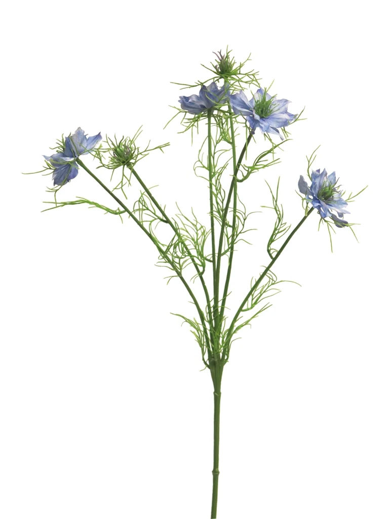 Nigella damascena blue 66cm