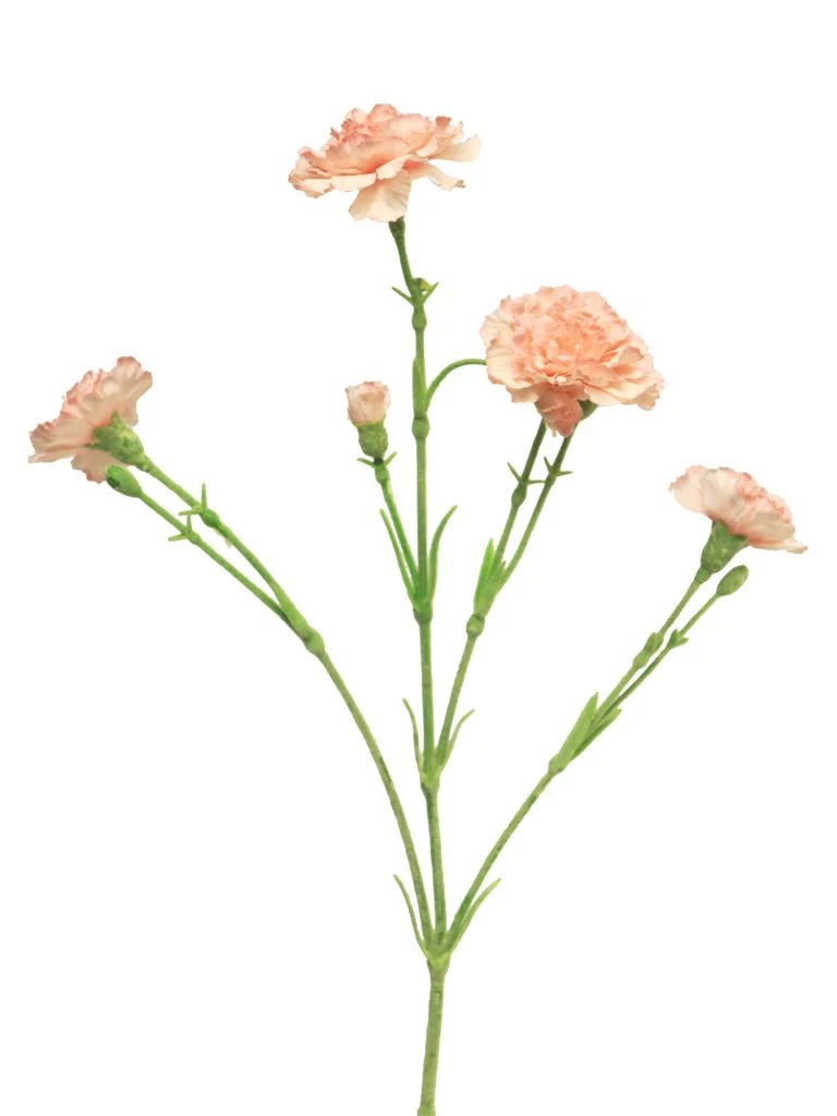 Dianthus Charly pink 62cm