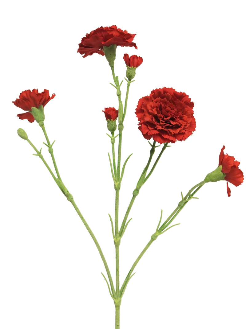 Dianthus Charly red 62cm