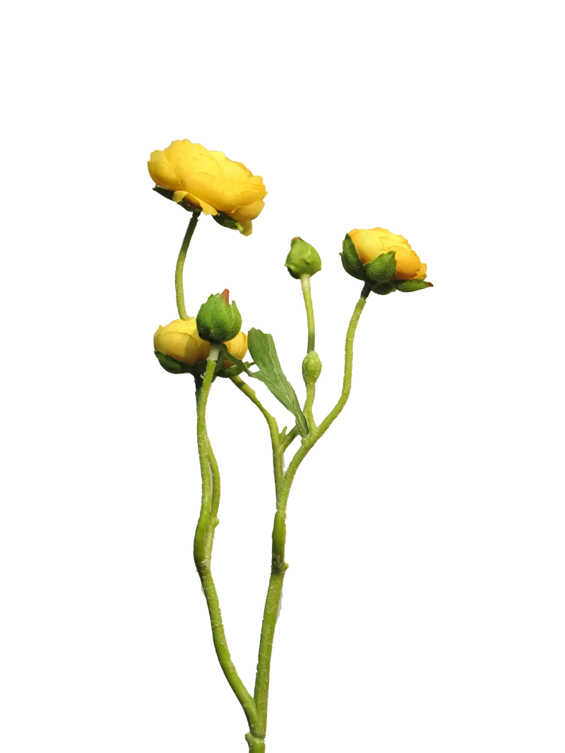 Ranonculus Azura yellow 48cm