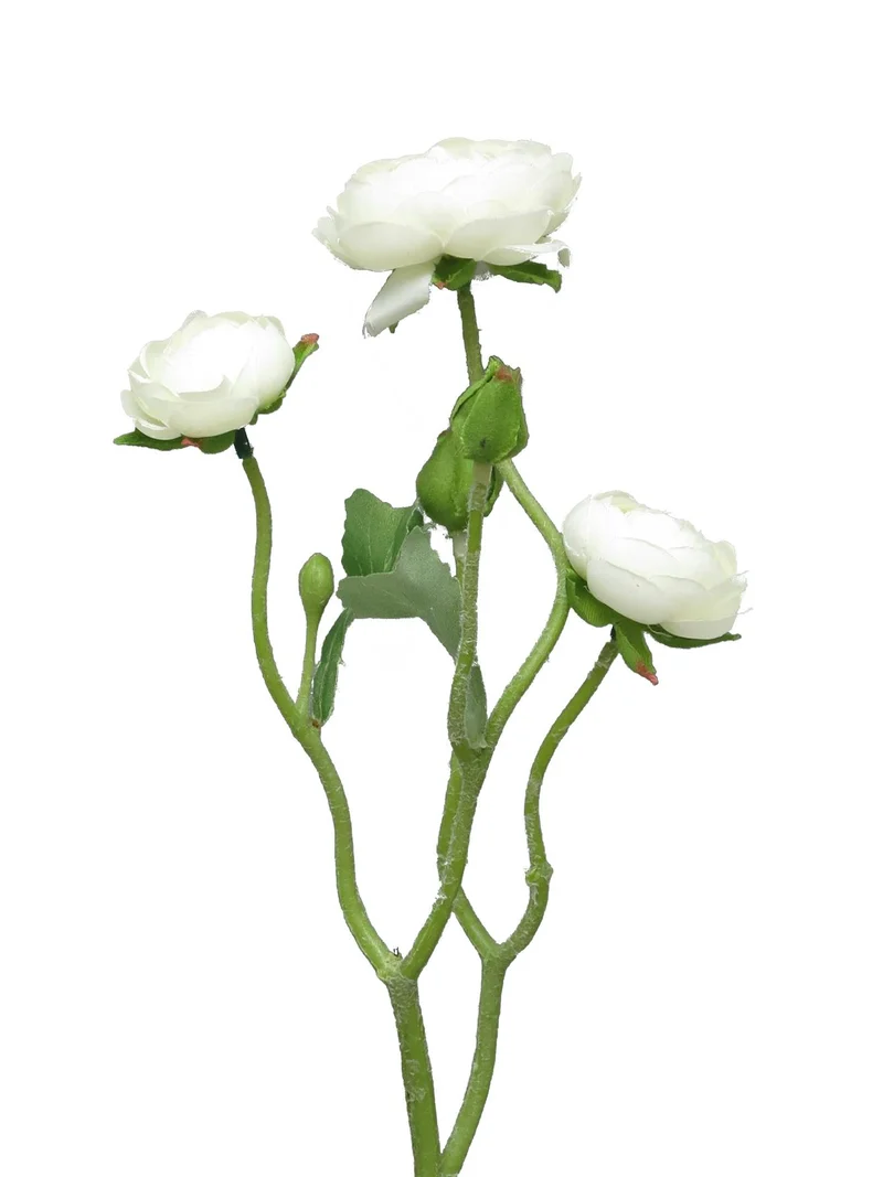 Ranonculus Azura cream 48cm
