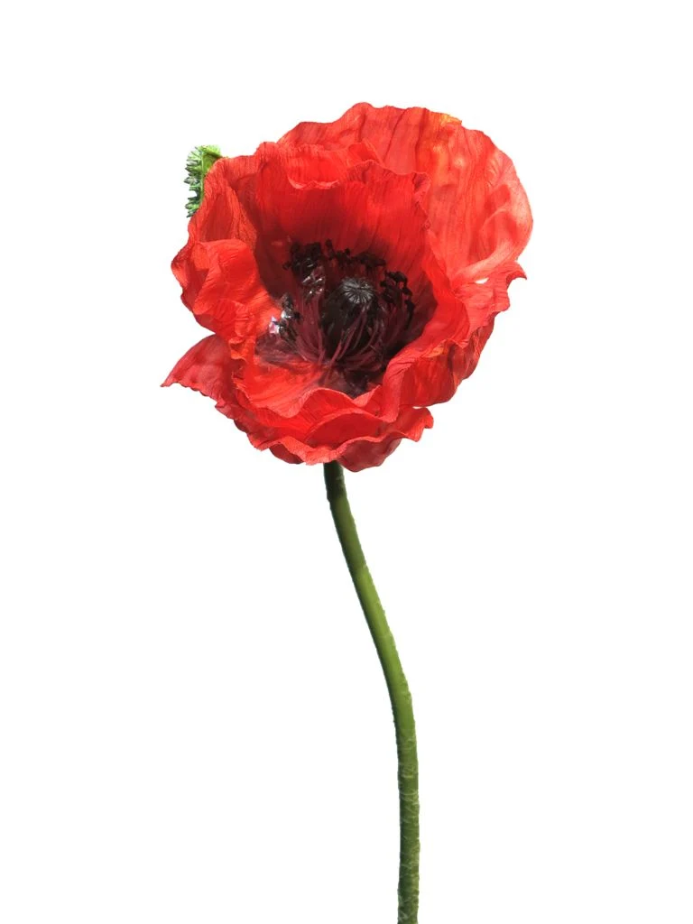 Papaver Nudicaule red open flower 70cm
