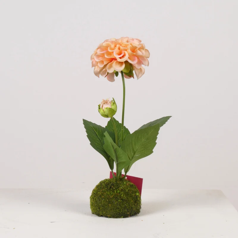 Dahlia x2 on Moss Ball H27cm Salmon