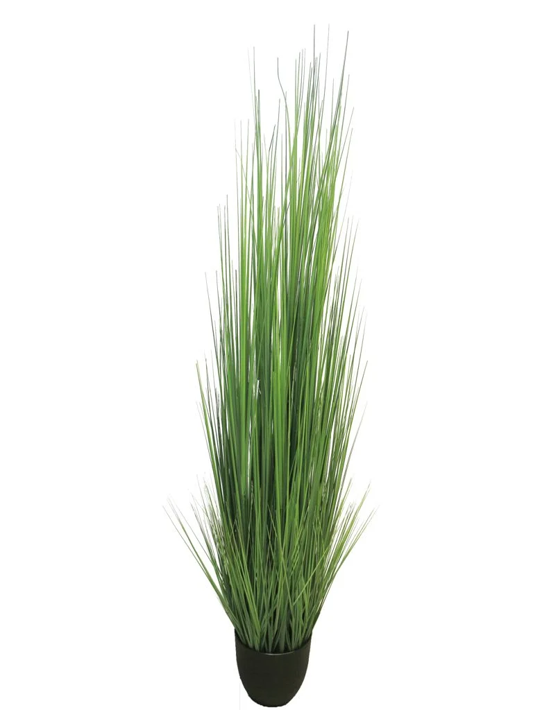 King festuca green in pot 180cm
