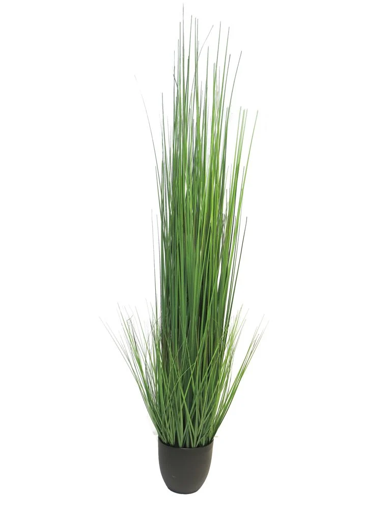 King festuca green in pot 150cm