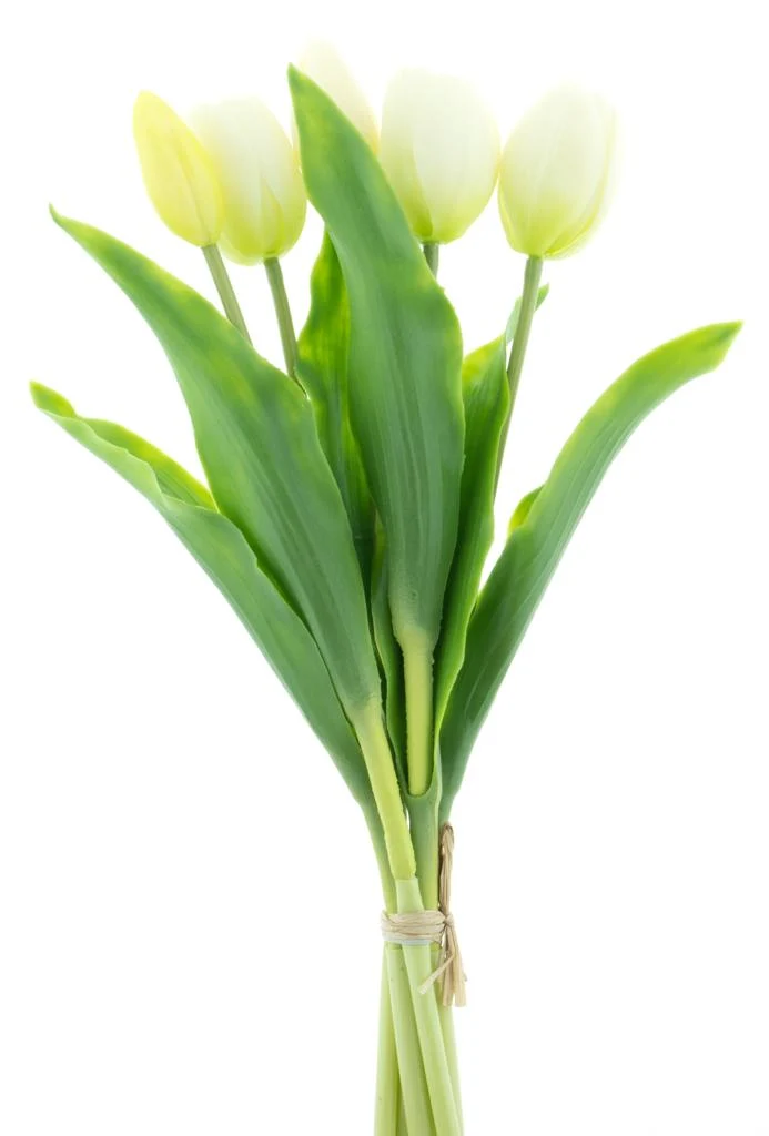Real Touch Holland Tulip bundle Sally X5 cream 36cm