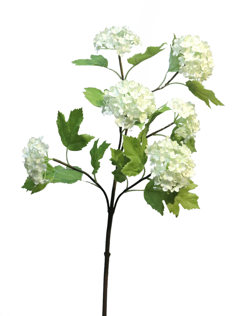 Viburnum Roseum x6 cream 60cm