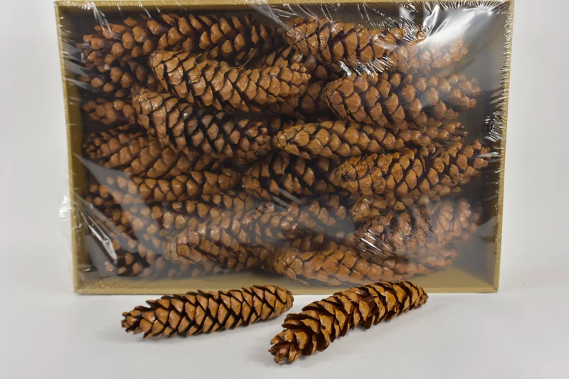 Dennenappel 'Strobus' gelakt ±30cm 25pcs