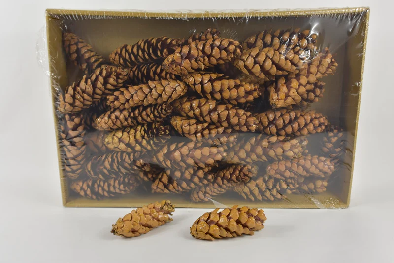 Dennenappel 'Strobus' gelakt ±15cm 50pcs