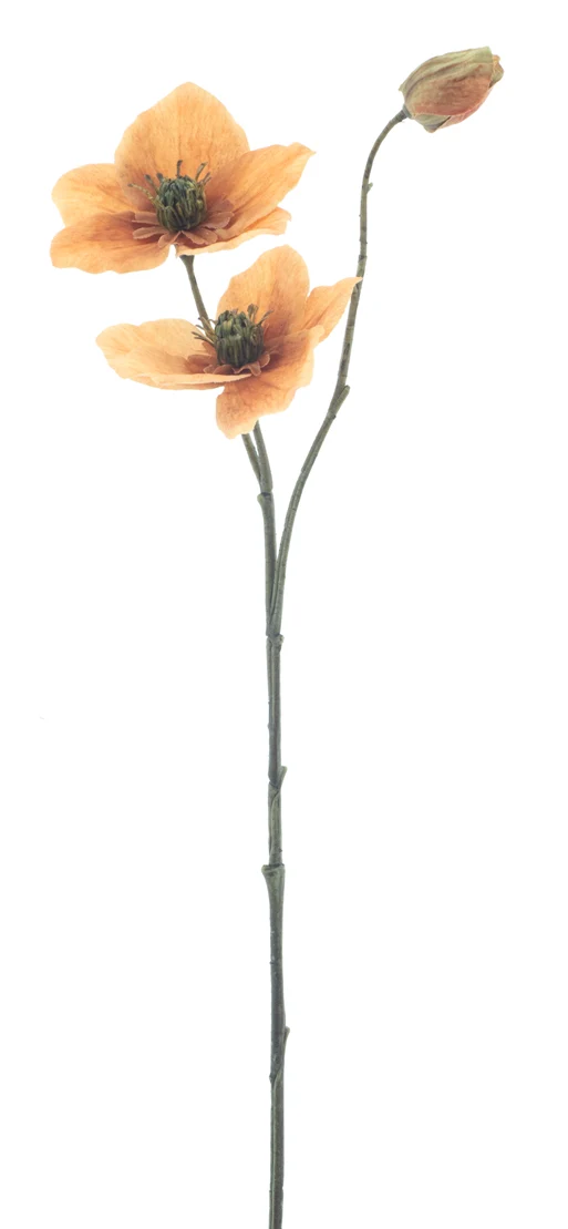 Helleborus spray Caseros orange 56cm