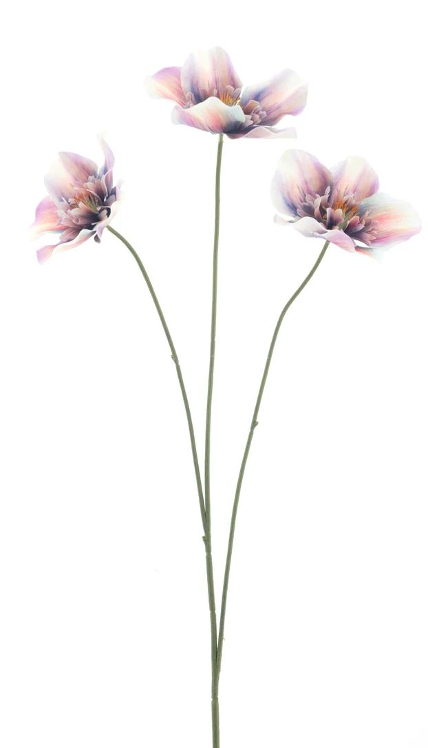 Helleborus spray Agri purple 52cm