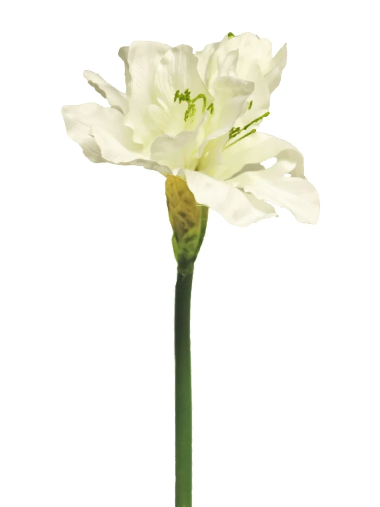 Hippeastrum Aline cream 63cm