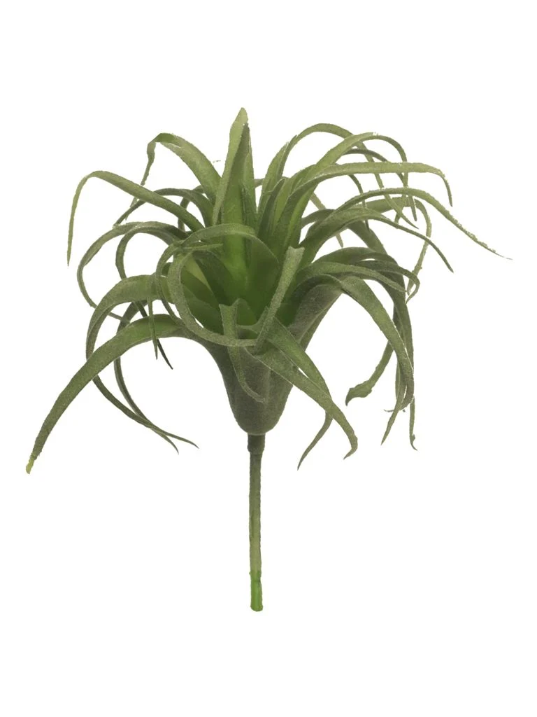 Tillandsia pick green 17cm