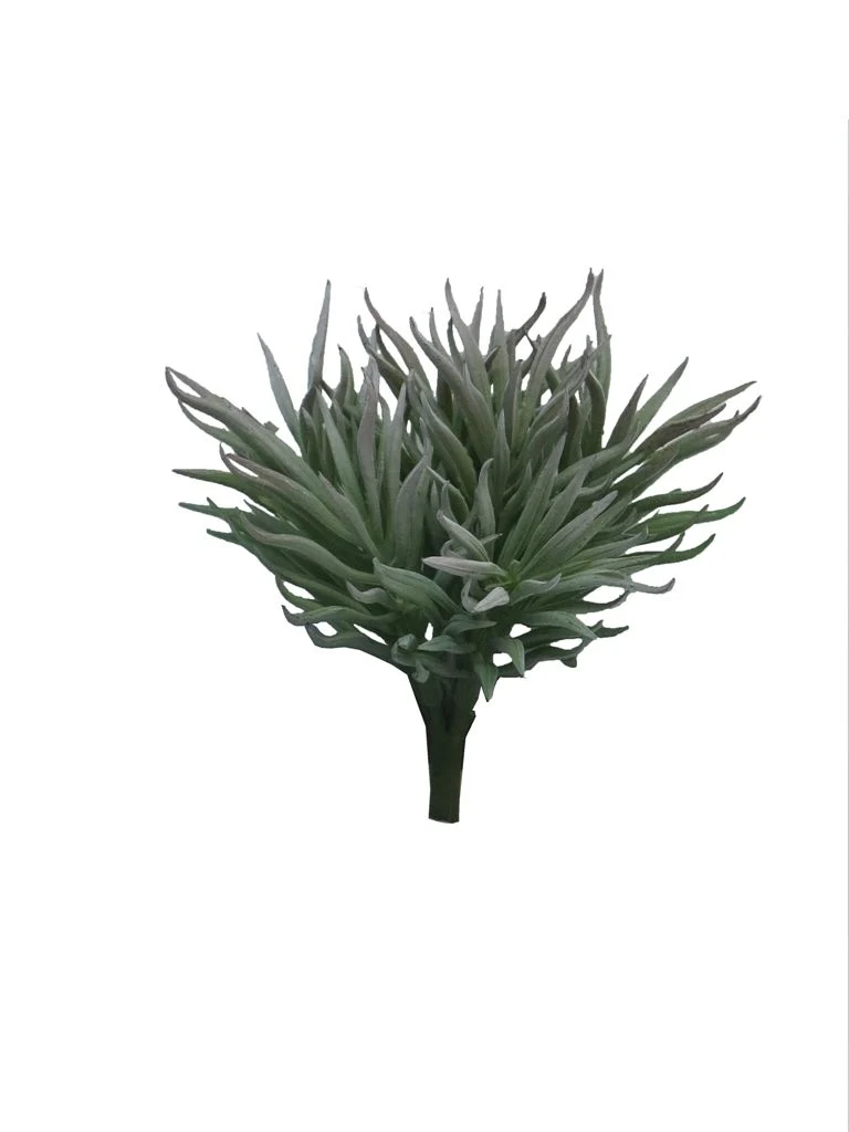 Crassula Himalaya pick grey 15cm