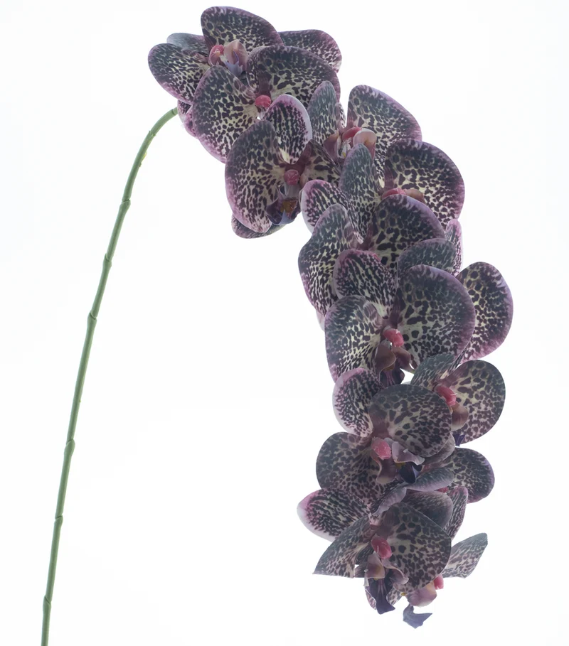 Phalaenopsis spray RT Bensa purple 111cm