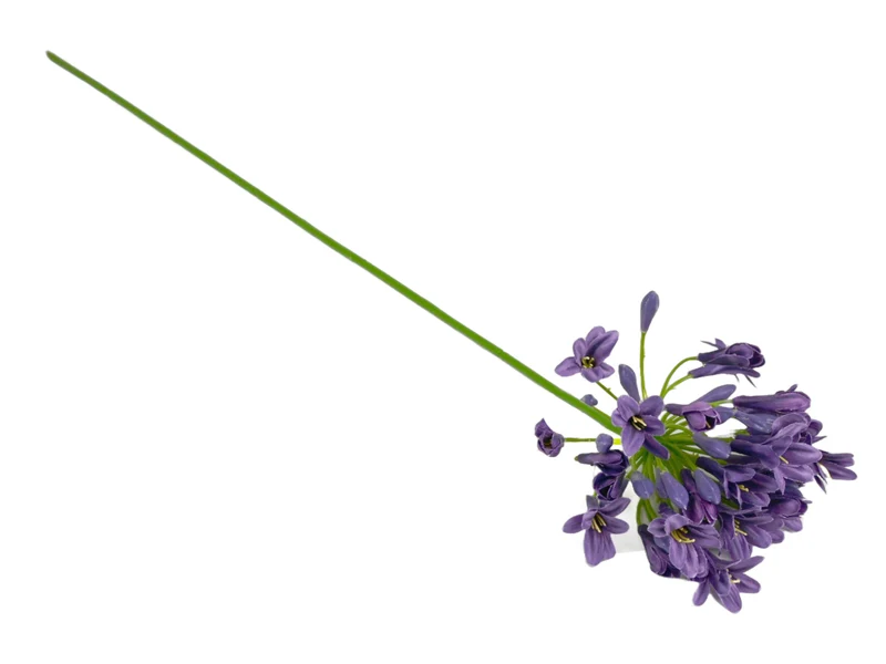 Agapanthus purple 73cm