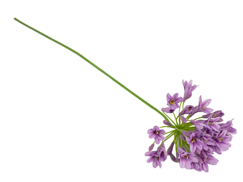 Agapanthus lila 73cm