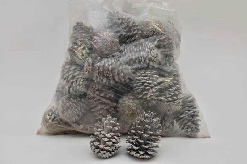 PINUS MARITIMA 14-18 CM WHITE WASHED POLY/50 PC