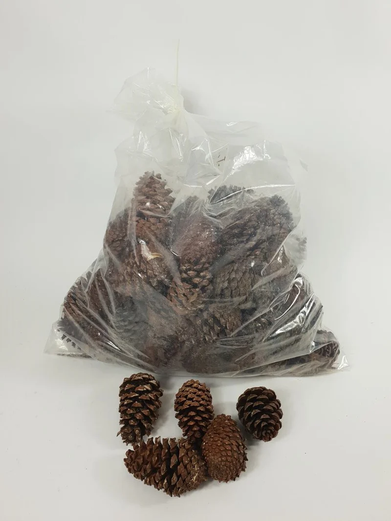 PINUS MARITIMA 10-14 CM NATURAL POLY/75 PC