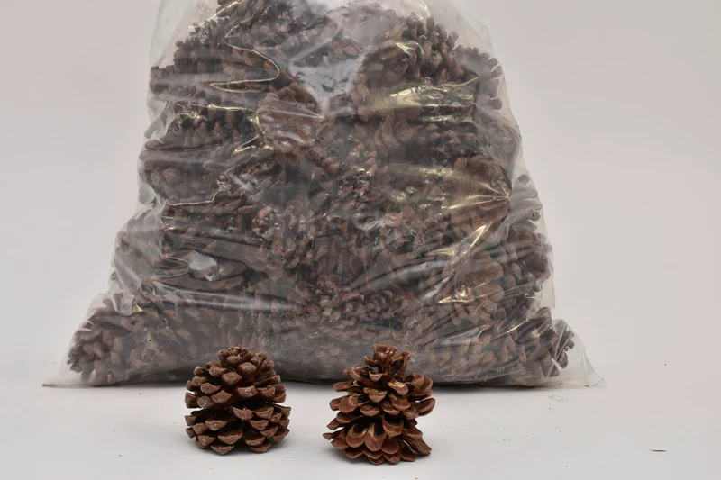 PINUS PINEA MIXED NATURAL POLY/75 PC