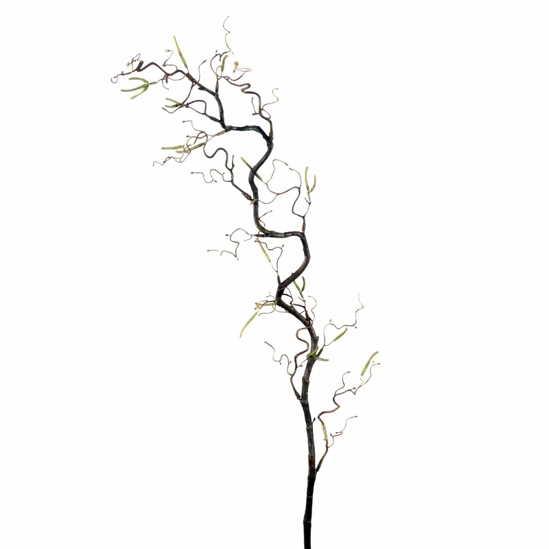 Corylus Contorta L120cm Natural