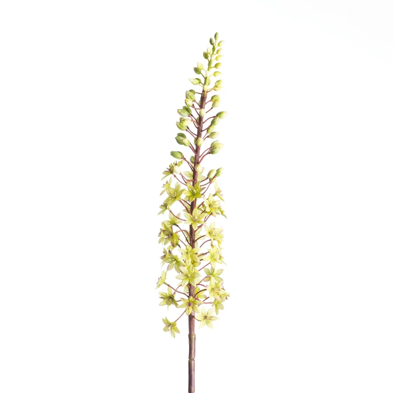 Eucomis Spray L87cm Green
