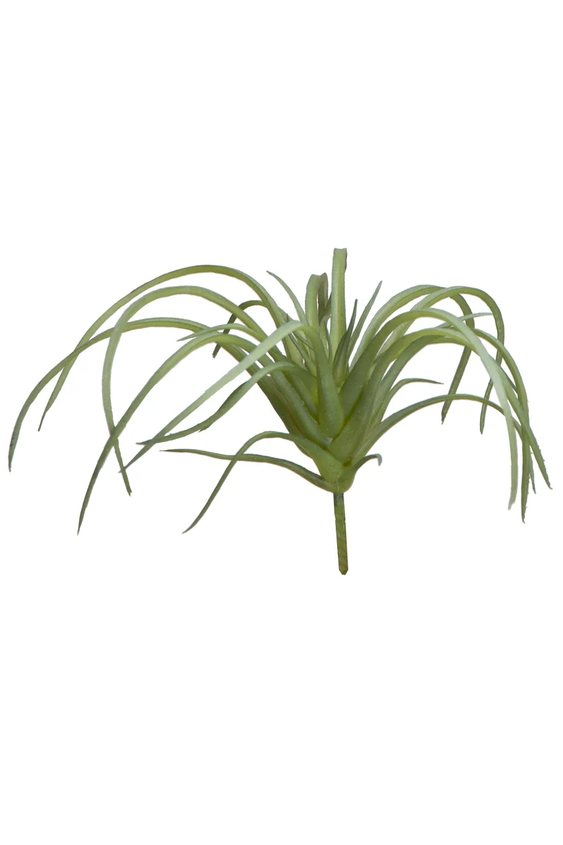 Tillandsia lXXcm groen