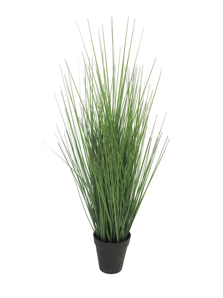 King festuca green in pot 61cm