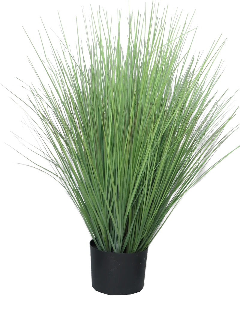 King festuca green in pot 76cm