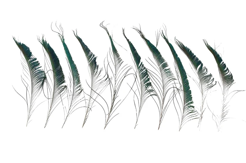 Peacock feather 25-30cm 10pc Natural