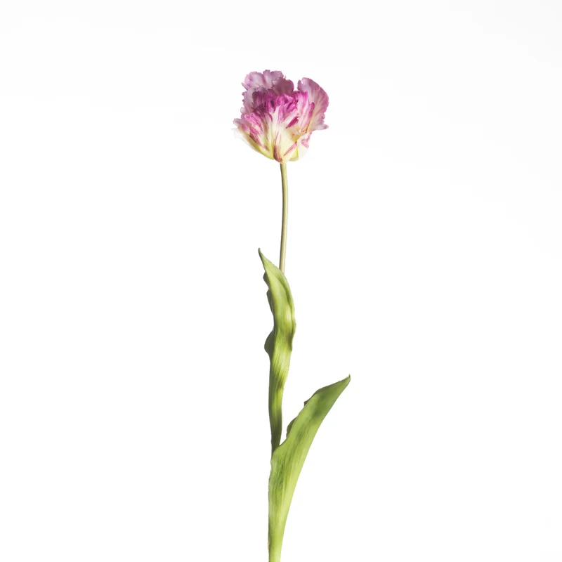 Real Touch Parrot Tulip L60cm Purple