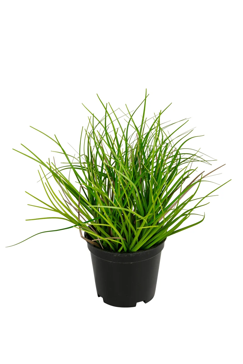 Gras h18cm p groen