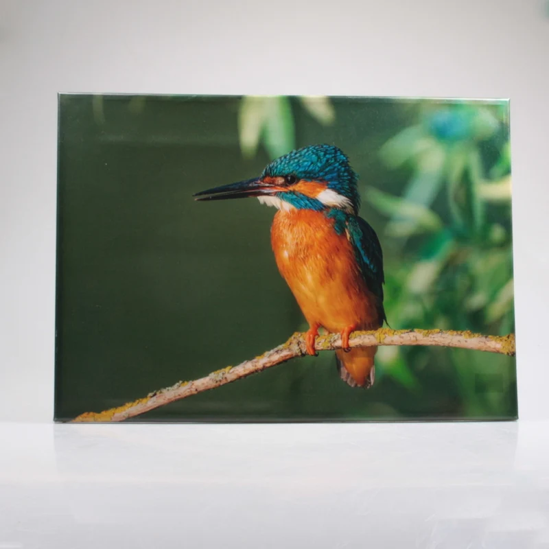BUITENSCHILDERIJ IJSVOGEL 50X70 CM