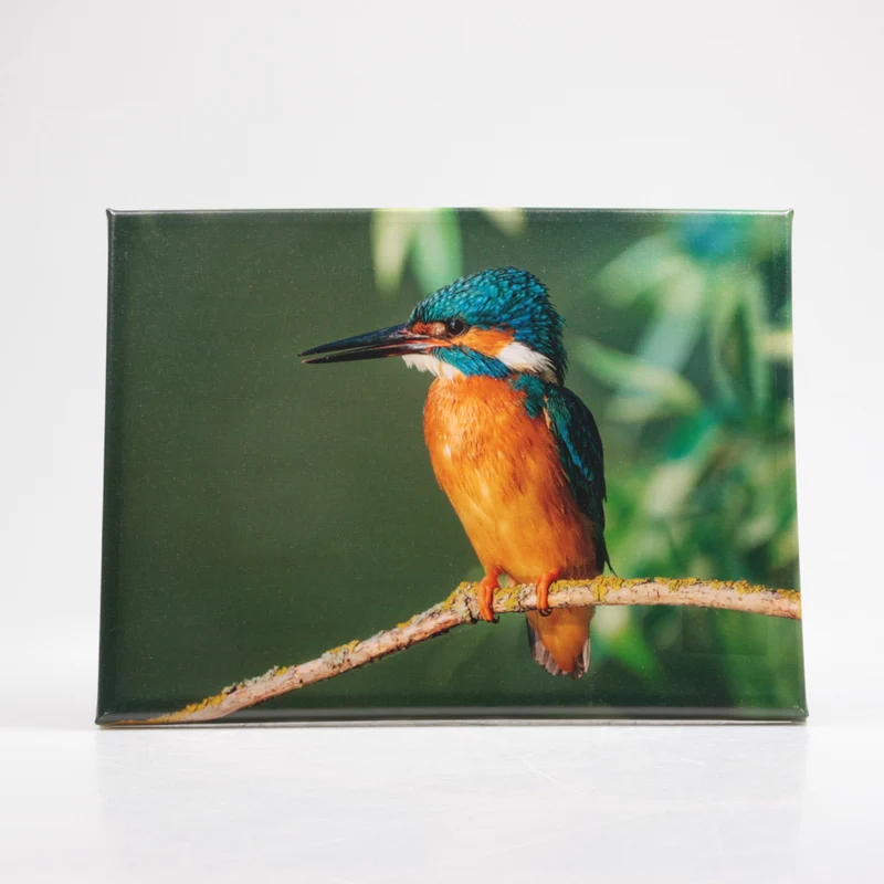 BUITENSCHILDERIJ IJSVOGEL 30X40 CM