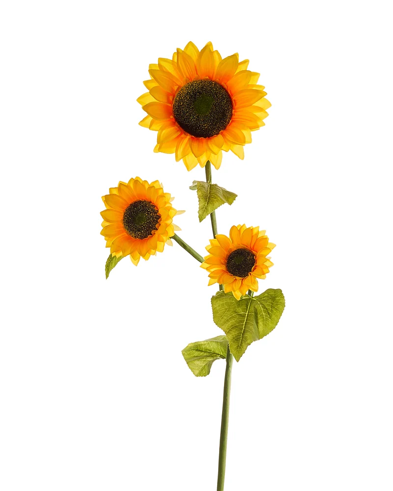 SUNFLOWER STEM X 3 H 120 CM ø 25 CM