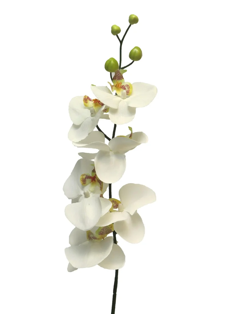 Phaleanopsis 'Milan' cream 78cm